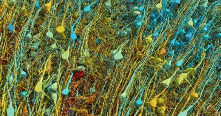 Slika iz rekonstrukcije koja prikazuje ekscitatorne ili piramidalne neurone, obojene prema veličini. (Google Research & Lichtman Lab/Harvard University. Renders by D. Berger/Harvard University)/