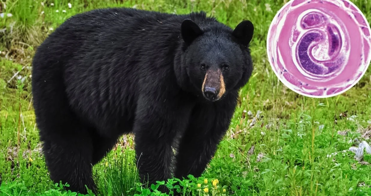 Čak i među divljači, medvjedi su poznati po tome što nose parazite/