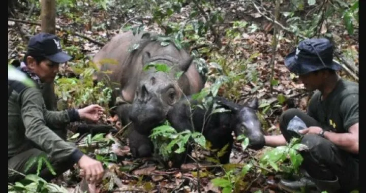 sumatranski nosorog/