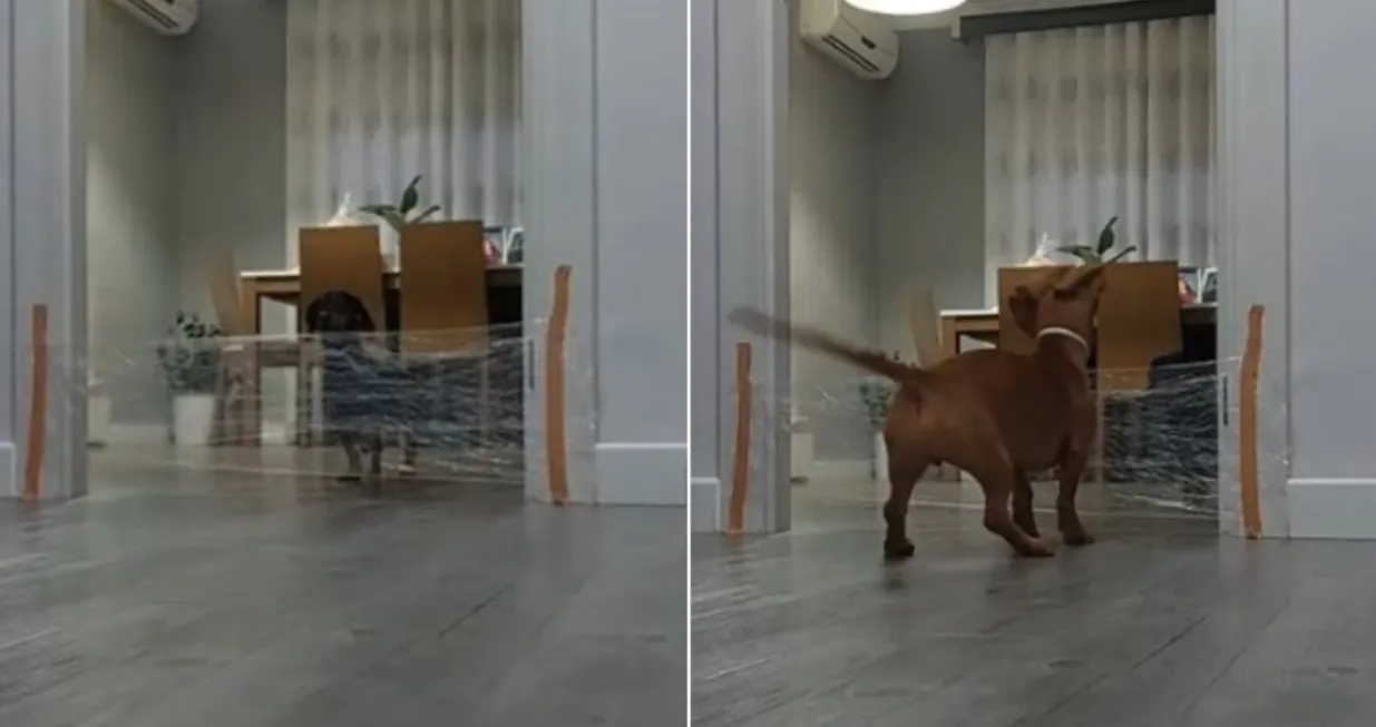 Pas uči drugog psića kako da prevaziđe prepreku/Youtube/@viralhog