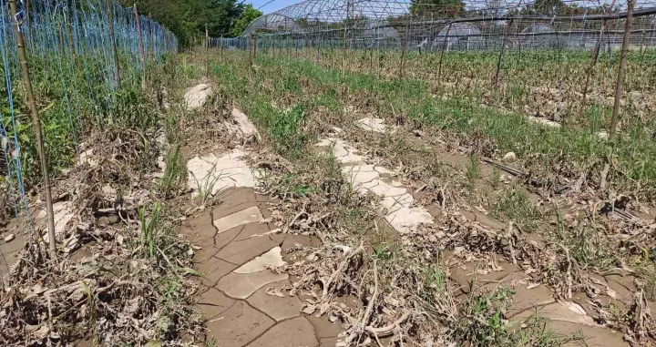 Štete na poljoprivrednim usjevima ogromne/Vahidin Mujagić