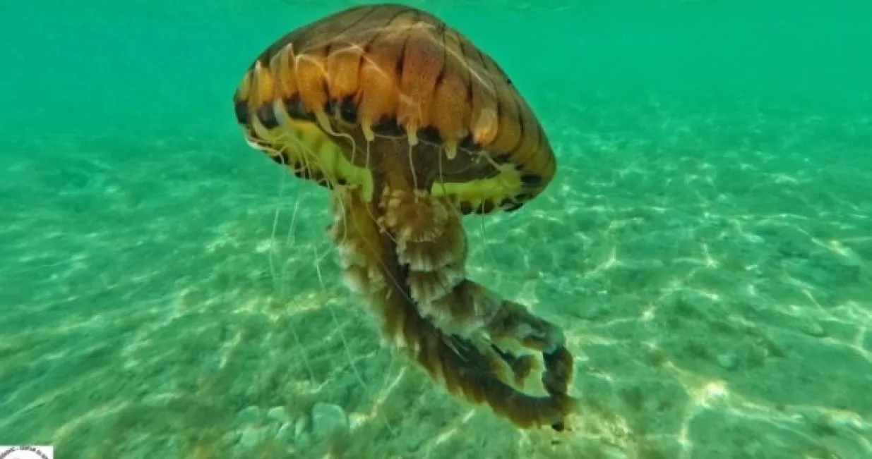 Opasna meduza/