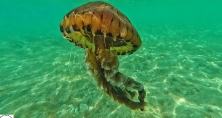 Opasna meduza/