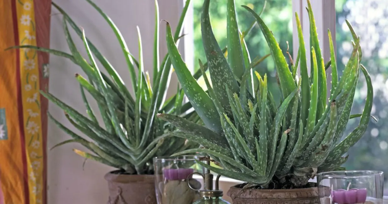 aloe vera biljka/