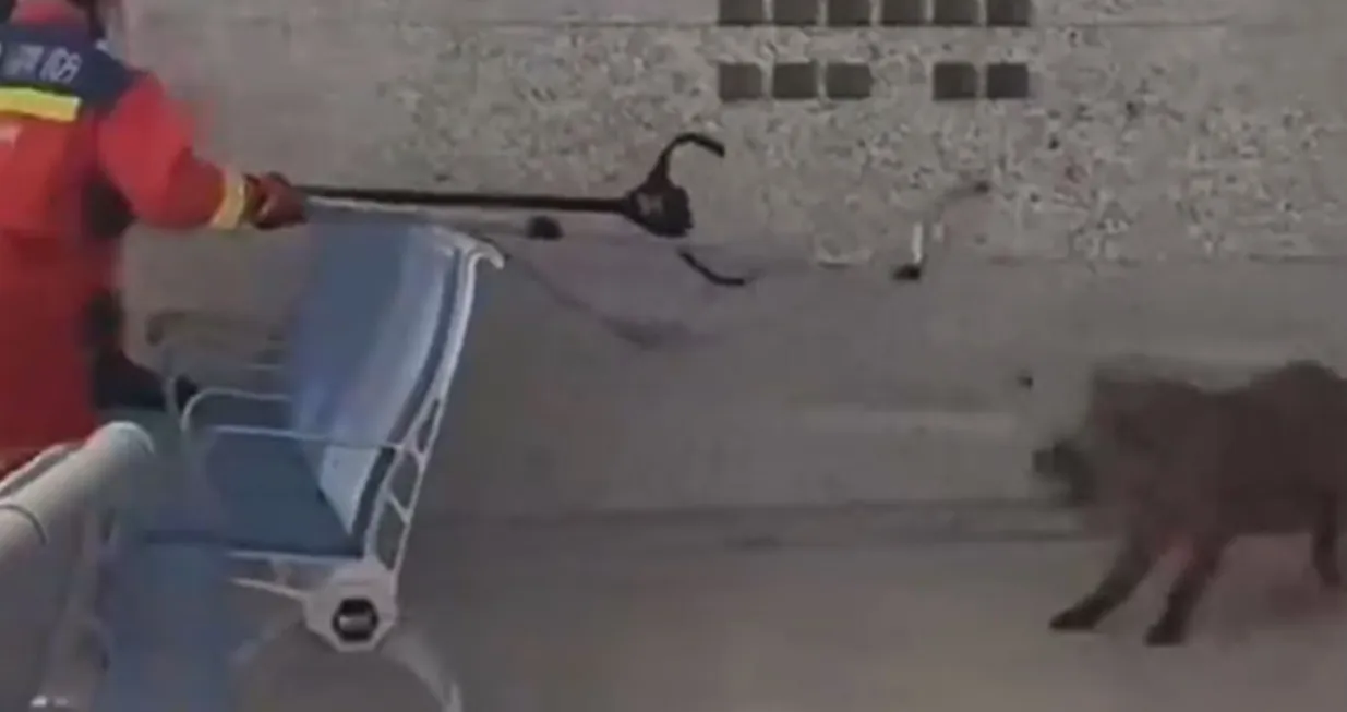 Vepar upao u željezničku stanicu/Youtube/@meilikejia