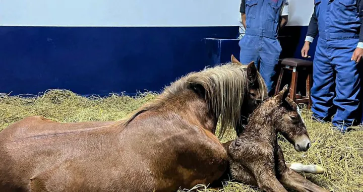 U Peruu uspješno kloniran domaći konj/