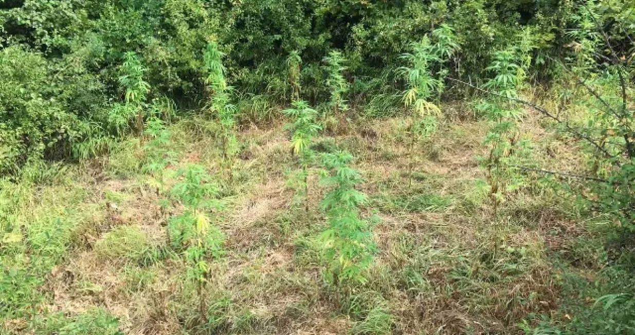 Oduzeta droga/MUP SBK/