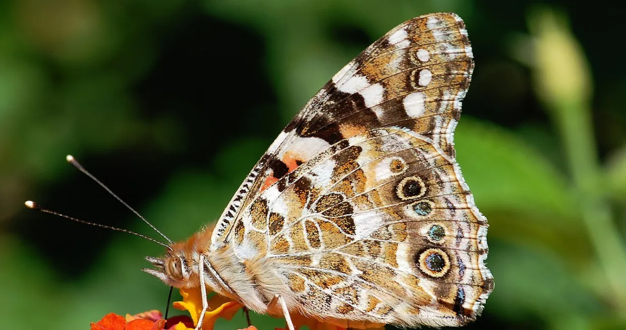 Leptir stričkovac je uistinu fascinantna životinja/ Wikimedia Commons/