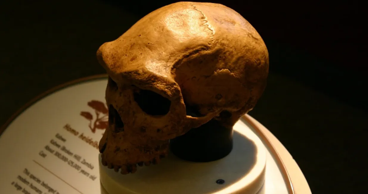 Lobanja Homo Heidelbergensisa, vrste drevnog čovjeka/ Slika je ilustrativnog karaktera/