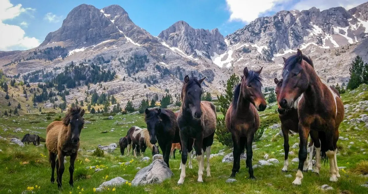 Planina Prenj/