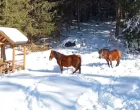 divlji konji, trebević, planina, snijegKantonalna javna ustanova za zaštićena prirodna područja Sarajevo//