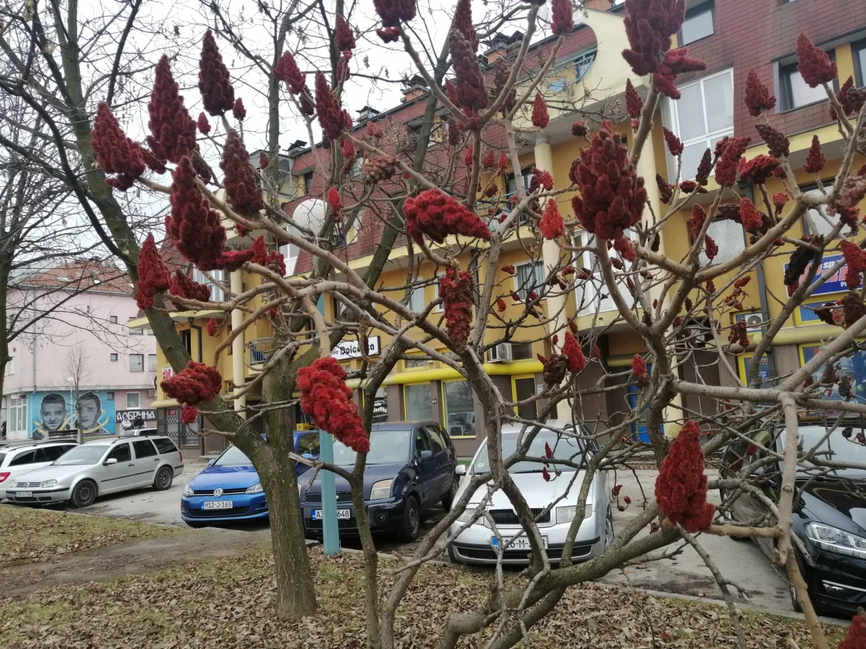 Kiseli ruj, malo parkovsko drvo, zanimljivo je naročito zimi/