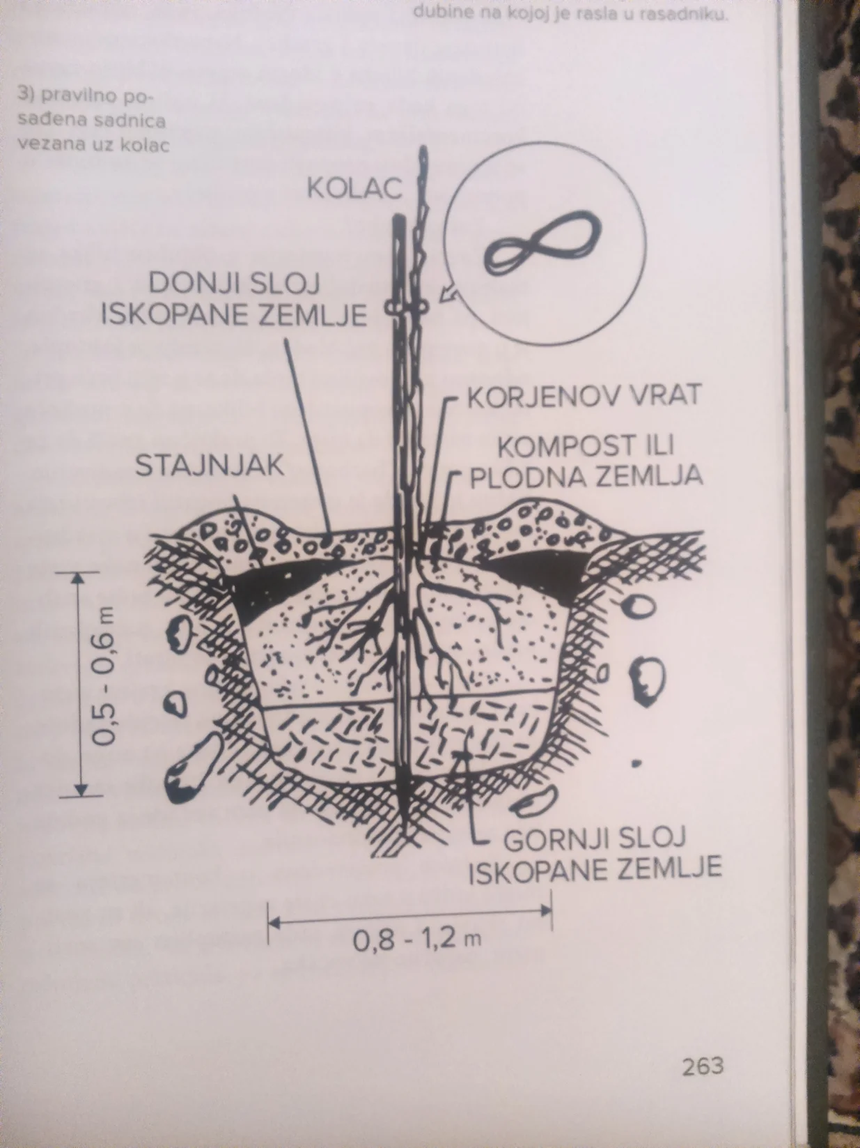 Skica sadnje voćaka i drveća/