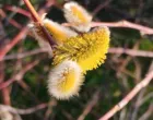 Kaspijska, oštrolisna vrba (Salix acutifolia)//