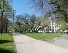 Raskošno drveće u središtu grada/Picasa