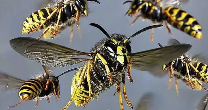 insekti hrana/