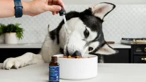 Ovaj jednostavan trik mijenja sve/Honest Paws