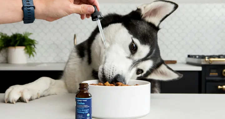Ovaj jednostavan trik mijenja sve/Honest Paws