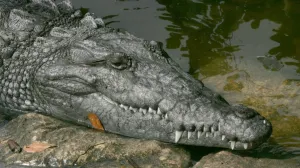 Američki krokodil/