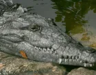 Američki krokodil/