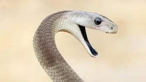 /