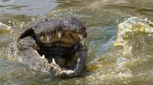 nilski krokodil/