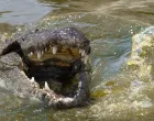 nilski krokodil/