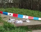 Mjesto gdje se dogodio nemili događaj/Telegraf.rs//