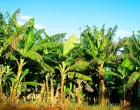 banane, sadnice Wikipedia/Wikipedia