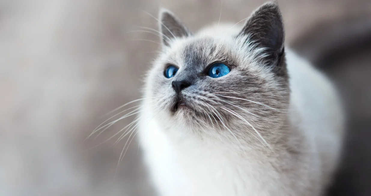 Otkrijte skrivene poruke iza svakog zvuka/Unsplash