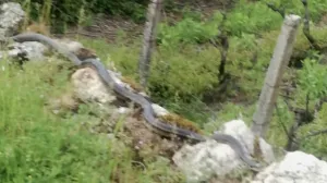 Dalmatinski udav/Radio Imotski