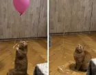 Video je na TikToku sakupio više od 11 miliona pregleda/Tiktok/screenshot