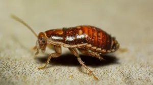 Žohari su među najnepoželjnijim kućnim štetočinama/Unsplash