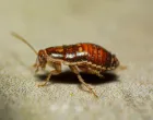 Žohari su među najnepoželjnijim kućnim štetočinama/Unsplash