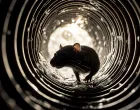 Leptospirozu često prenose glodari//
