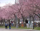 NEW YORK, SJEDINJENE AMERIДЊKE DRЕЅAVE - 4. APRIL: Stabla treЕЎnje Yoshino, poznate japanske treЕЎnje, cvjetaju u Hunter's Point South Parku, Long Island City, Queens s pogledom na Manhattan, New York, Sjedinjene AmeriДЌke DrЕѕave 04. aprila 2025. Prizori cvjetanja japanske treЕЎnje daju poseban ДЌar krajolicima, pa ДЌak i u najveД‡im gradovima svijeta, ruЕѕiДЌaste oaze izmeД'u betona i stakla.  (SelГ§uk Acar - Anadolu Agency)/