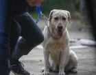 Demonstracija K9 GGS/Damir Deljo