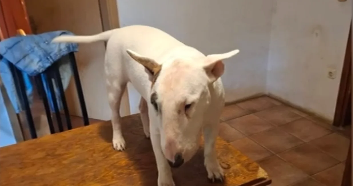 Pit Bul/