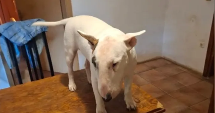Pit Bul/