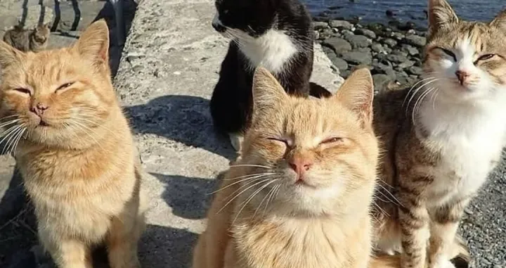 Mačke Aoshime/