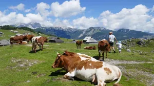krave uređaji/