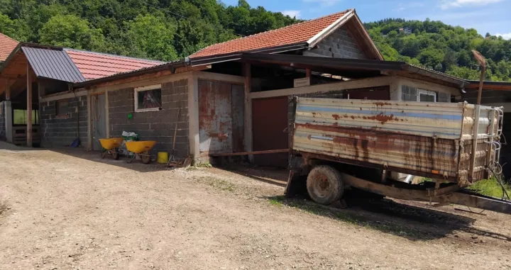 Farma krava, Donja Vogošća, zaražene krave, bruceloza/Tanja Cerić