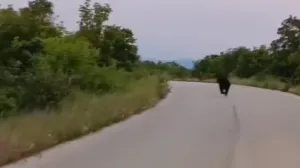 Medvjed u Podveležju/Prtsc
