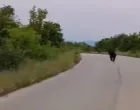 Medvjed u Podveležju/Prtsc