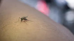 Komarci bježe, a kuća miriše/Freepik