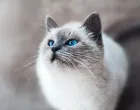 Otkrijte skrivene poruke iza svakog zvuka/Unsplash