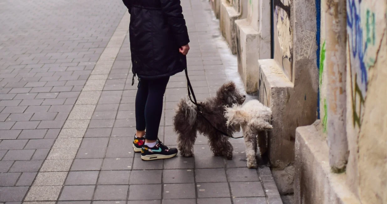 šetanje pasa/