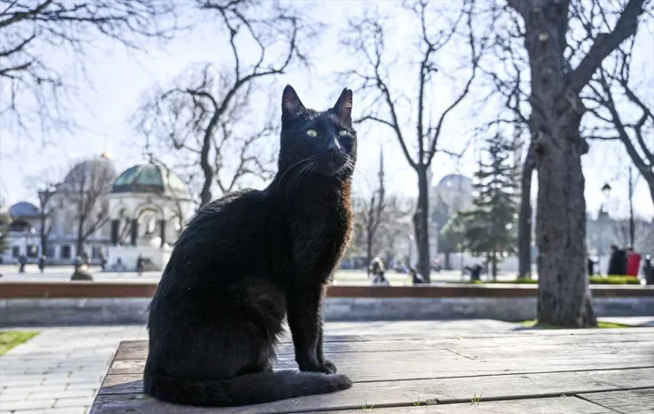 Svjetski dan mačke u Istanbulu/Anadolija
