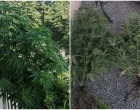 Pronađena droga/PU Banja Luka/