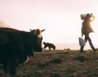 proizvodnja mlijeka - krave - stoka/